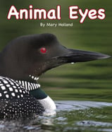 We can tell a lot about an animal 
from its eyes: if predator or prey, 
if diurnal or nocturnal, and even 
its gender or age. 